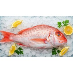 Red Snapper 2/3 - 44# / Case