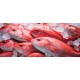 Red Snapper 2/3 - 44# / Case
