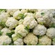 Cauliflower -9-16-heads/Case