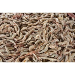 71-90 Ecuador Shrimp - 50LB/Case
