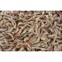 71-90 Ecuador Shrimp - 50LB/Case