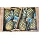 Pineapple - 25LB/Case