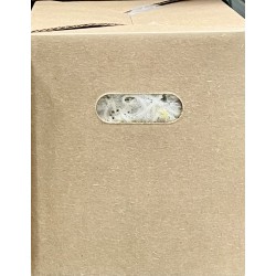 Bean Sprouts -10LB/Case