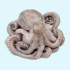 OCTOPUS 4/6 UP / 30 LB