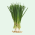ONION GREEN MEXICAN/ CAMBRAY 5CT