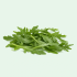 ARUGULA BABY 4 LB