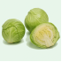 CABBAGE GREEN Bagged 40LB (12CT)