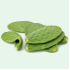 CACTUS LEAF / NOPALES 35 LBS