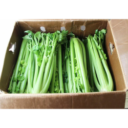 CELERY 36 CT