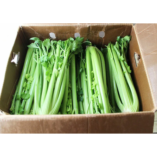 CELERY 36 CT