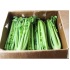 CELERY 36 CT