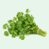 CILANTRO 60 CT