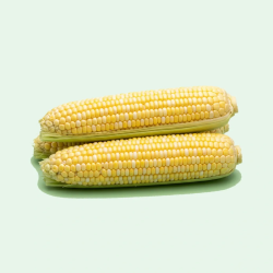 CORN BI-COLOR 48 CT