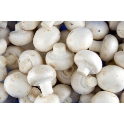 Fresh Mushrooms / Case