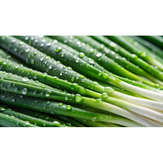 Green Onions - 4 dozens / case