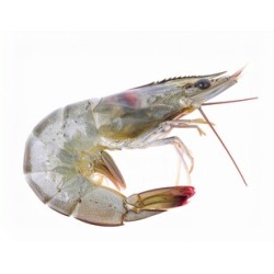 30/40 (Songa) HOSO Shrimp-24LB/Case
