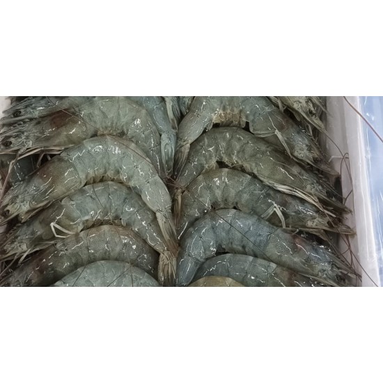 30/40 (Songa) HOSO Shrimp-24LB/Case