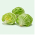 LETTUCE ICEBERG LINER 24 CT
