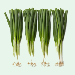 ONION PENCIL GREEN 4x12CT ICELESS