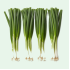 ONION PENCIL GREEN 4x12CT ICELESS