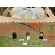 Cantaloupe (Red Honeydew)-6-12 pieces/Case