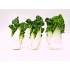 Baby Bok Choy Tip / Case