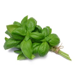 Basil - 12LB/Case