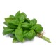 Basil - 12LB/Case