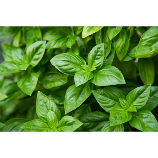 Basil - 12LB/Case