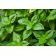 Basil - 12LB/Case