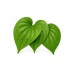 Betel Leaf / Box