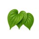 Betel Leaf / Box