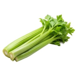 Celery Fresh 24CT/Case