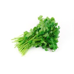 Cilantro Fresh /Case