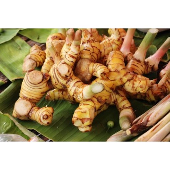 Galangal - 5LB/Pack