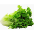 Green Leaf Lettuce / Case