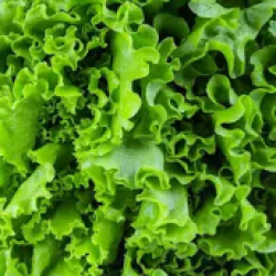 Green Leaf Lettuce / Case