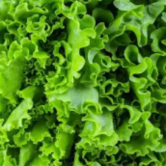 Green Leaf Lettuce / Case