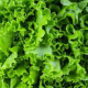 Green Leaf Lettuce / Case