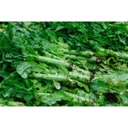 Celtuce / Case