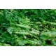 Celtuce / Case