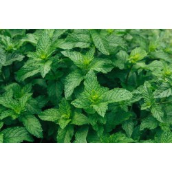 Mint / LB