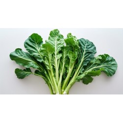 Large Mustard Greens / Case