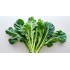Large Mustard Greens / Case