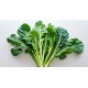 Large Mustard Greens / Case