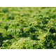 Parsley Curly / Case