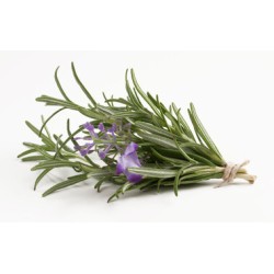 Rosemary / Case