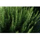 Rosemary / Case