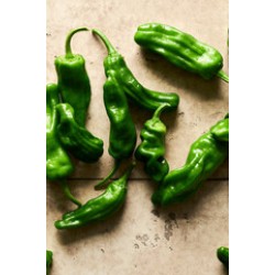 Shishito Pepper /Case