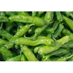 Shishito Pepper /Case